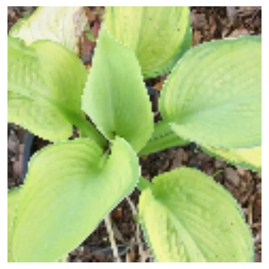 Hosta Goldrush Funkia- Rośliny od Ogrodnika Szkółka Barcikowscy