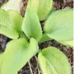 Hosta Goldrush Funkia- Rośliny od Ogrodnika Szkółka Barcikowscy