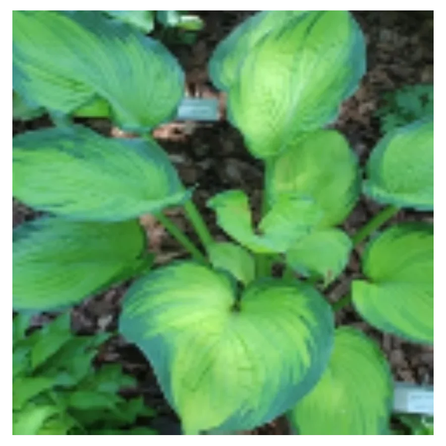 Hosta Goldrush Funkia- Rośliny od Ogrodnika Szkółka Barcikowscy