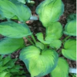 Hosta Goldrush Funkia- Rośliny od Ogrodnika Szkółka Barcikowscy