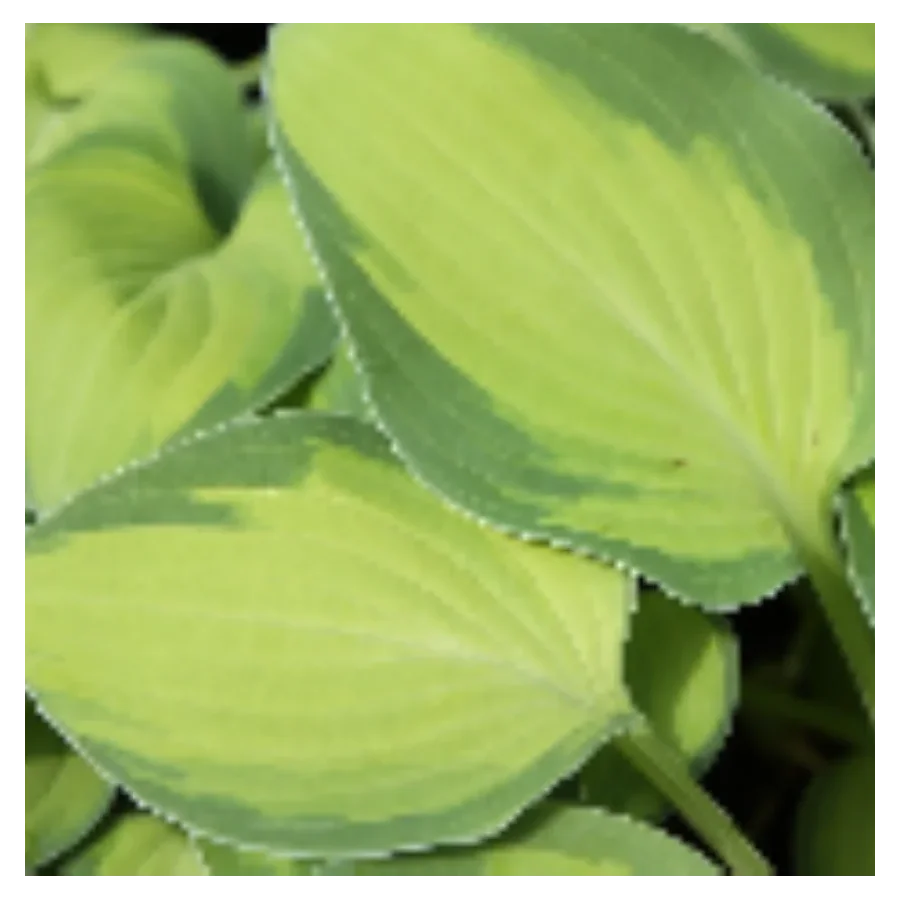 Hosta Goldrush Funkia- Rośliny od Ogrodnika Szkółka Barcikowscy