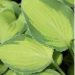 Hosta Goldrush Funkia- Rośliny od Ogrodnika Szkółka Barcikowscy