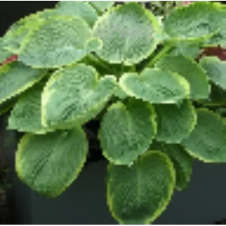 Hosta His Honor Funkia-Rośliny od Ogrodnika Szkółka Barcikowscy