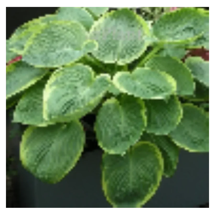 Hosta His Honor Funkia-Rośliny od Ogrodnika Szkółka Barcikowscy