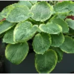 Hosta His Honor Funkia-Rośliny od Ogrodnika Szkółka Barcikowscy