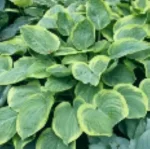 Hosta His Honor Funkia-Rośliny od Ogrodnika Szkółka Barcikowscy