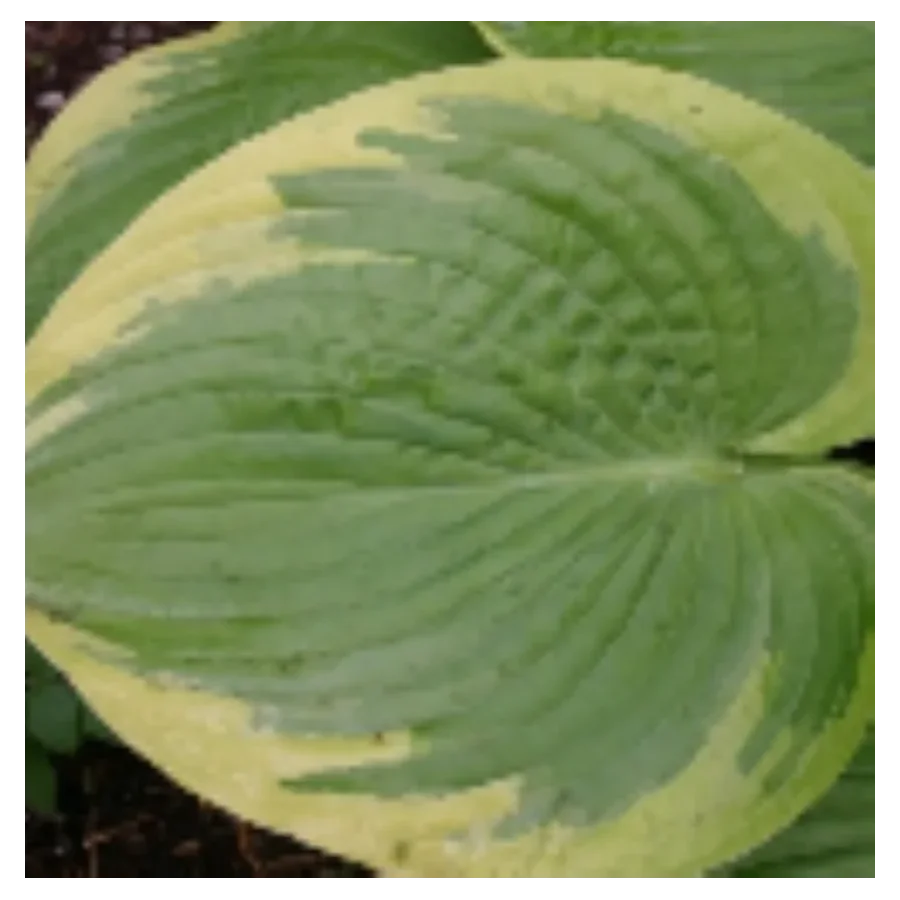 Hosta His Honor Funkia-Rośliny od Ogrodnika Szkółka Barcikowscy