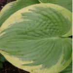 Hosta His Honor Funkia-Rośliny od Ogrodnika Szkółka Barcikowscy