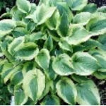 Hosta Katie Q Funkia- Rośliny od Ogrodnika Szkółka Barcikowscy