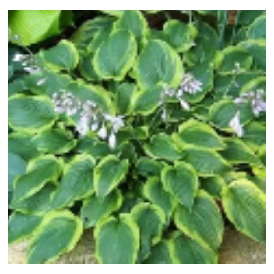 Hosta Katie Q Funkia- Rośliny od Ogrodnika Szkółka Barcikowscy