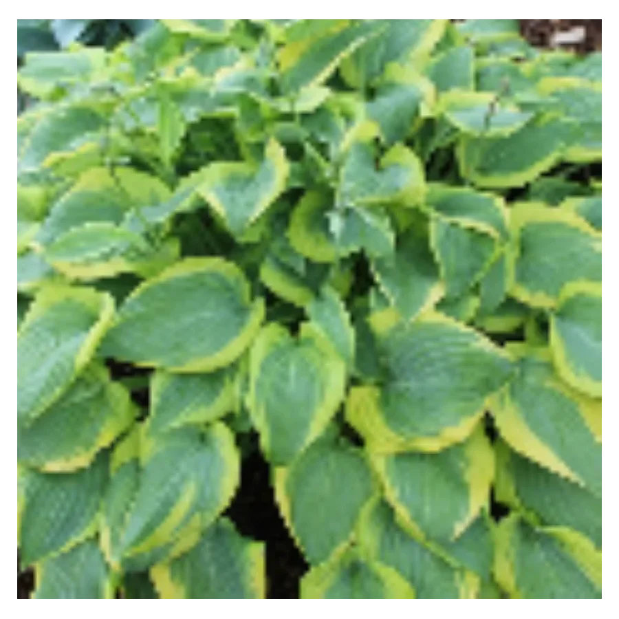 Hosta Katie Q Funkia- Rośliny od Ogrodnika Szkółka Barcikowscy