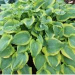 Hosta Katie Q Funkia- Rośliny od Ogrodnika Szkółka Barcikowscy