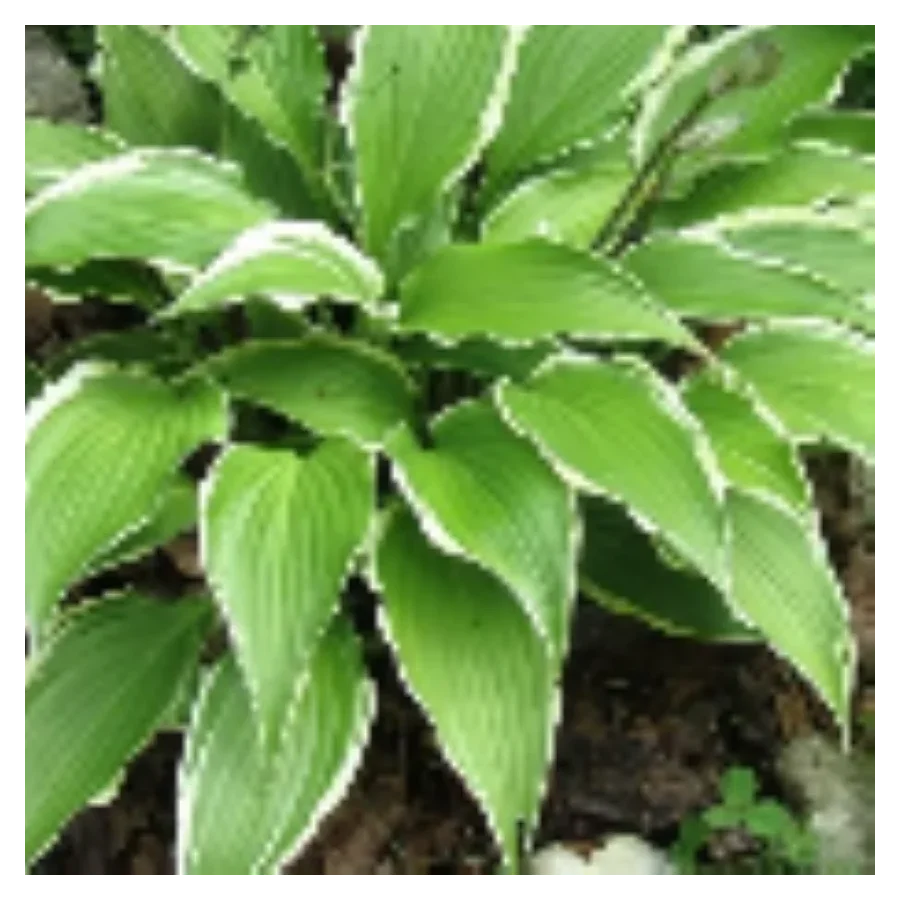 Hosta Kalamazoo Funkia-Rośliny od Ogrodnika Szkółka Barcikowscy