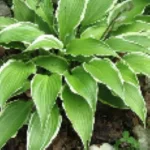 Hosta Kalamazoo Funkia-Rośliny od Ogrodnika Szkółka Barcikowscy