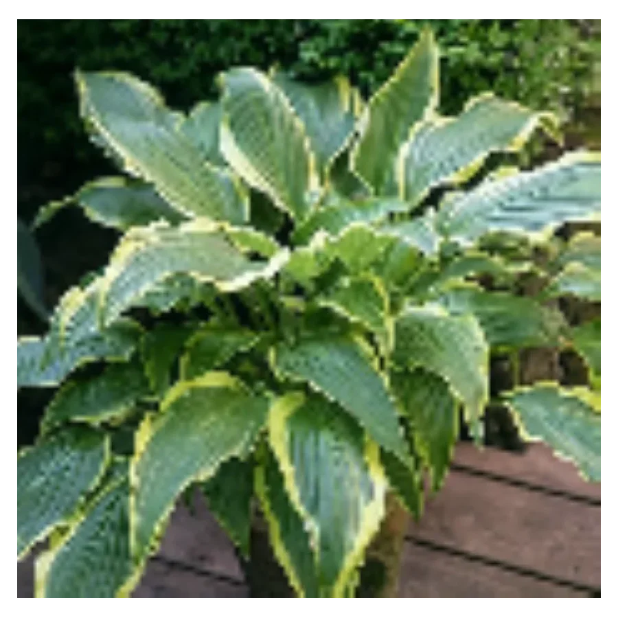 Hosta Kalamazoo Funkia-Rośliny od Ogrodnika Szkółka Barcikowscy