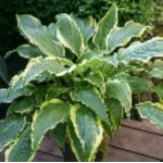 Hosta Kalamazoo Funkia-Rośliny od Ogrodnika Szkółka Barcikowscy