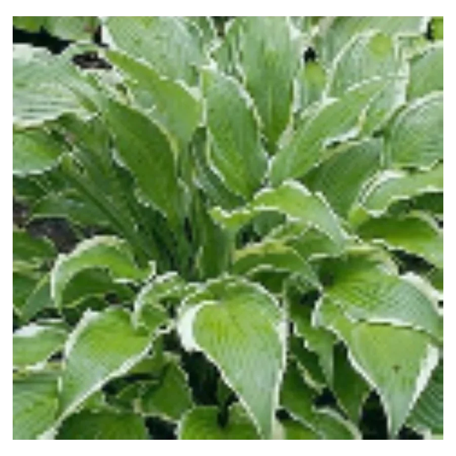 Hosta Kalamazoo Funkia-Rośliny od Ogrodnika Szkółka Barcikowscy