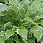 Hosta Kalamazoo Funkia-Rośliny od Ogrodnika Szkółka Barcikowscy