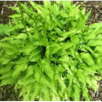 Hosta O'Harra Funkia Rośliny od Ogrodnika Szkółka Barcikowscy