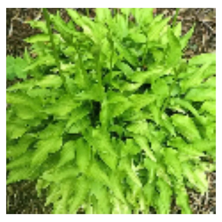 Hosta O'Harra Funkia Rośliny od Ogrodnika Szkółka Barcikowscy