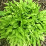 Hosta O'Harra Funkia Rośliny od Ogrodnika Szkółka Barcikowscy