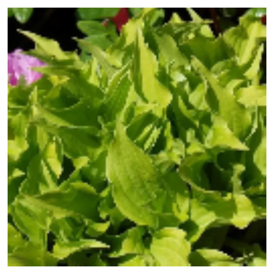 Hosta O'Harra Funkia Rośliny od Ogrodnika Szkółka Barcikowscy