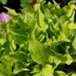 Hosta O'Harra Funkia Rośliny od Ogrodnika Szkółka Barcikowscy