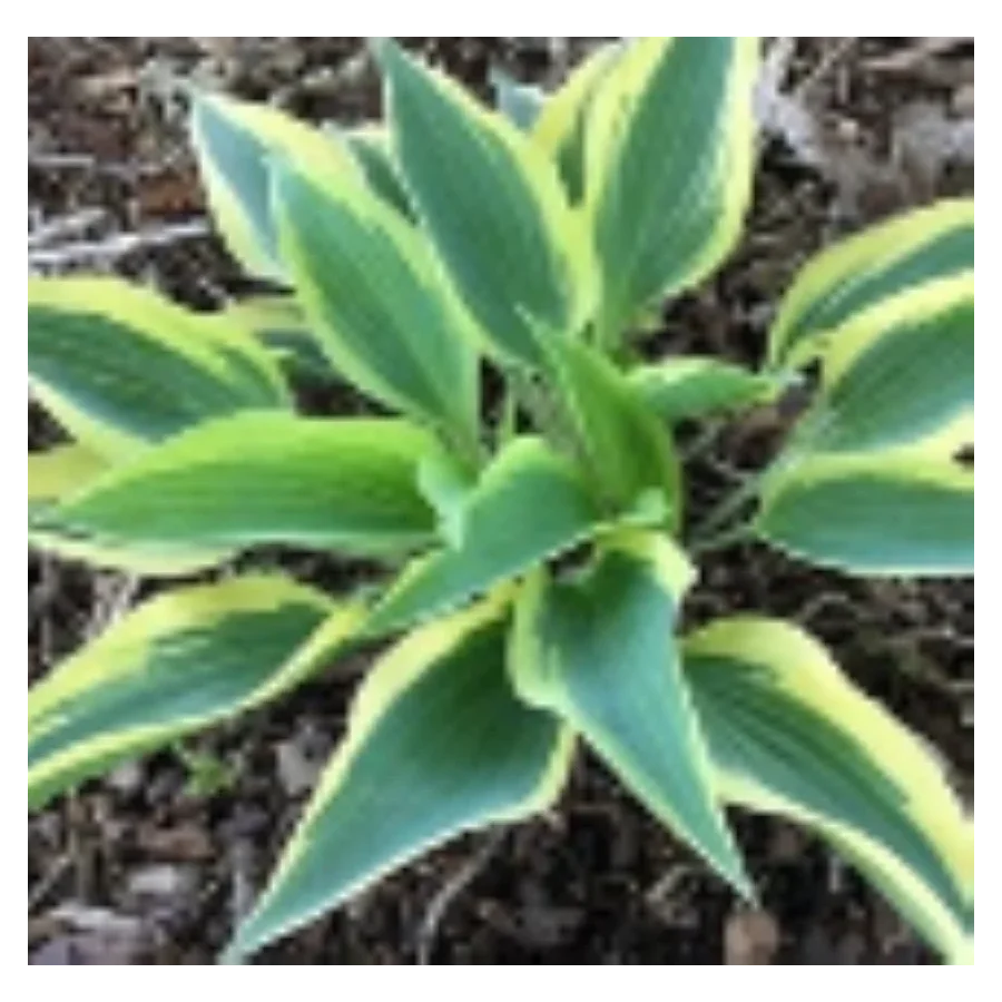 Hosta Virginia Reel Funkia- Rośliny od Ogrodnika Szkółka Barcikowscy