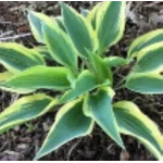 Hosta Virginia Reel Funkia- Rośliny od Ogrodnika Szkółka Barcikowscy