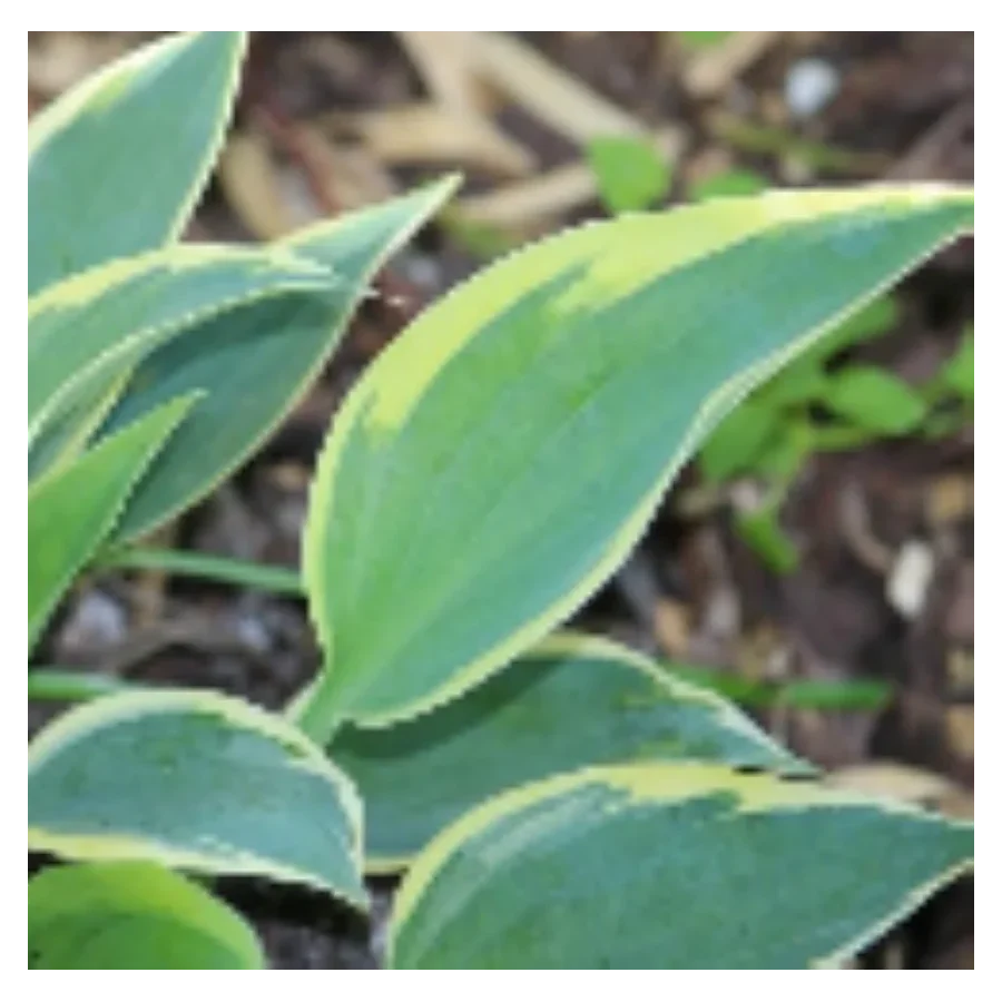 Hosta Virginia Reel Funkia- Rośliny od Ogrodnika Szkółka Barcikowscy