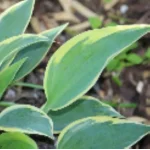 Hosta Virginia Reel Funkia- Rośliny od Ogrodnika Szkółka Barcikowscy