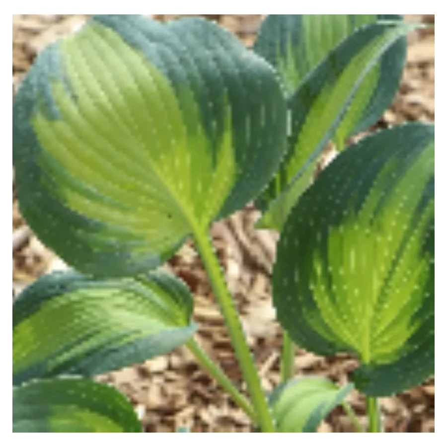 Hosta Touch of Class Funkia- Rośliny od Ogrodnika Szkółka Barcikowscy