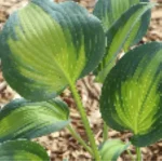 Hosta Touch of Class Funkia- Rośliny od Ogrodnika Szkółka Barcikowscy