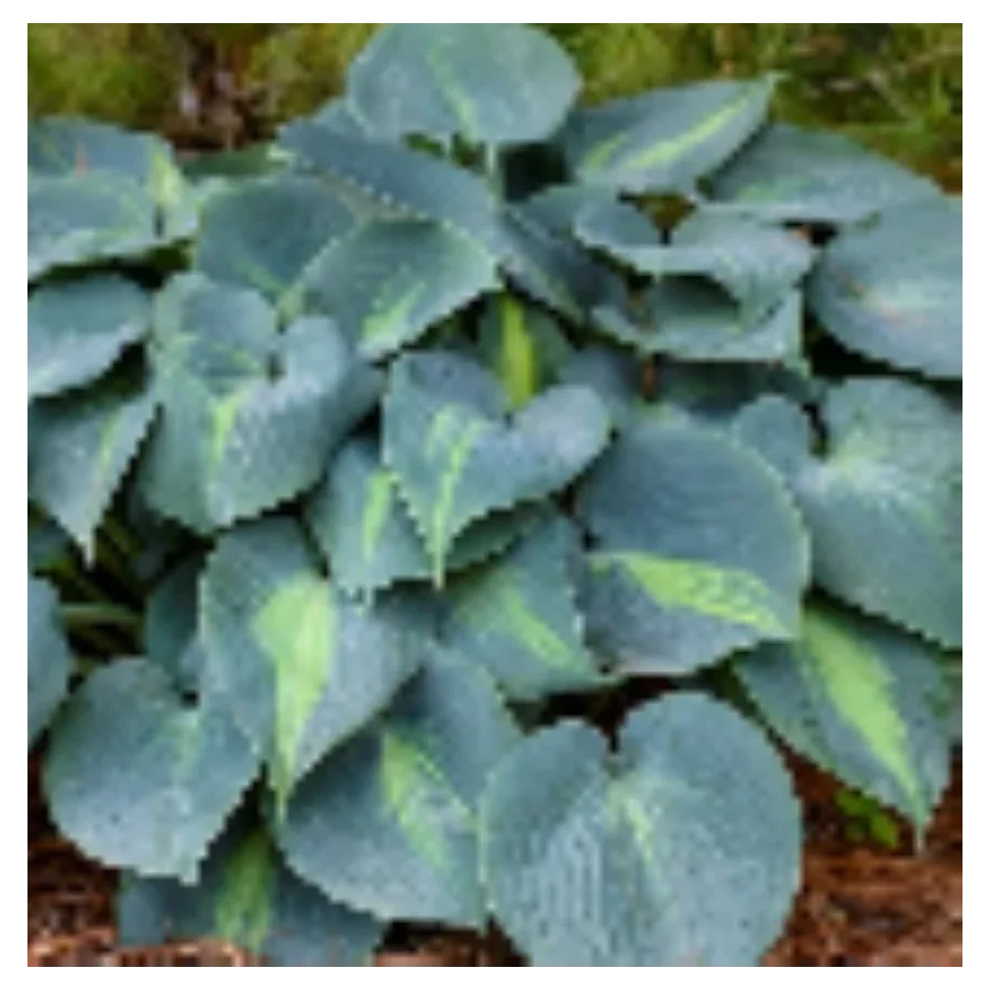 Hosta Touch of Class Funkia- Rośliny od Ogrodnika Szkółka Barcikowscy