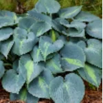 Hosta Touch of Class Funkia- Rośliny od Ogrodnika Szkółka Barcikowscy