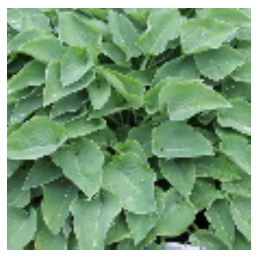 Hosta Toy Soldier Funkia-Rośliny od Ogrodnika Szkółka Barcikowscy