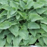 Hosta Toy Soldier Funkia-Rośliny od Ogrodnika Szkółka Barcikowscy