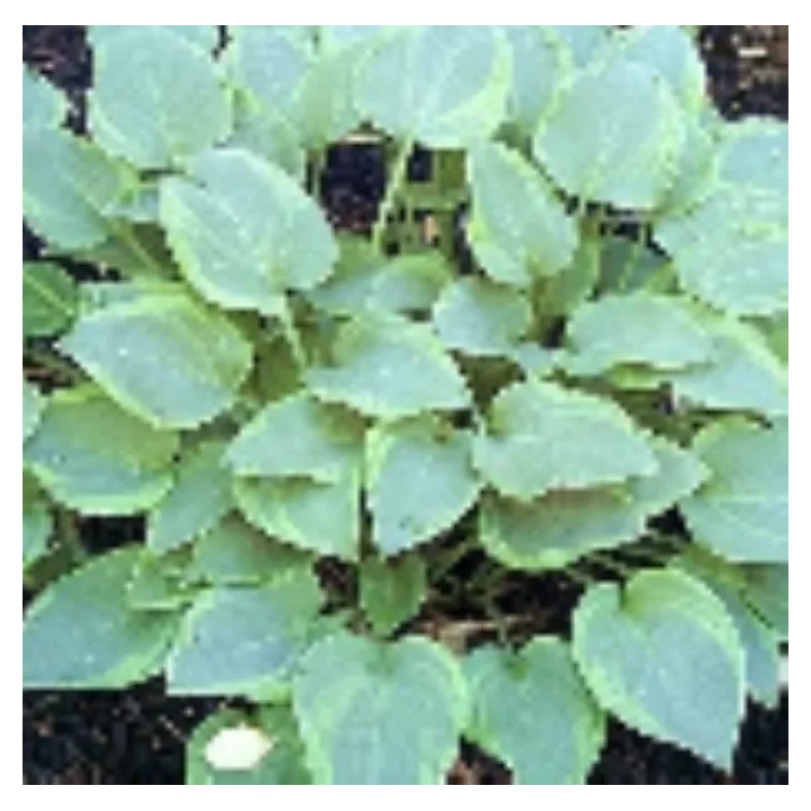 Hosta Toy Soldier Funkia-Rośliny od Ogrodnika Szkółka Barcikowscy