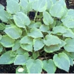 Hosta Toy Soldier Funkia-Rośliny od Ogrodnika Szkółka Barcikowscy