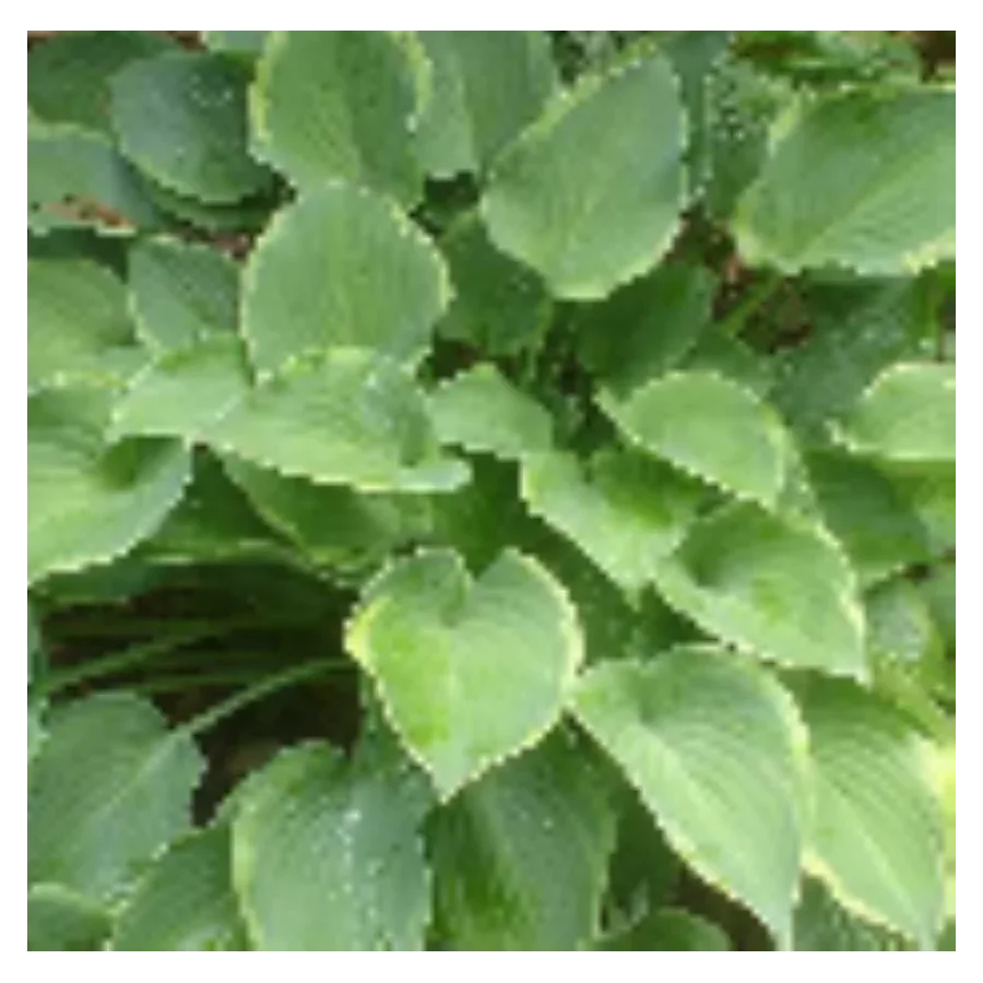 Hosta Toy Soldier Funkia-Rośliny od Ogrodnika Szkółka Barcikowscy