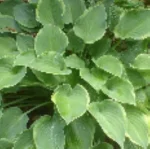 Hosta Toy Soldier Funkia-Rośliny od Ogrodnika Szkółka Barcikowscy