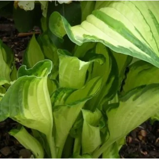 Hosta September Sun Funkia- Rośliny od Ogrodnika Szkółka Barcikowscy