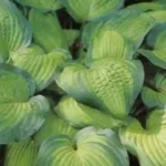 Hosta September Sun Funkia- Rośliny od Ogrodnika Szkółka Barcikowscy