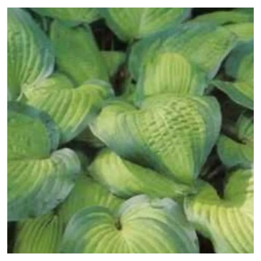 Hosta September Sun Funkia- Rośliny od Ogrodnika Szkółka Barcikowscy