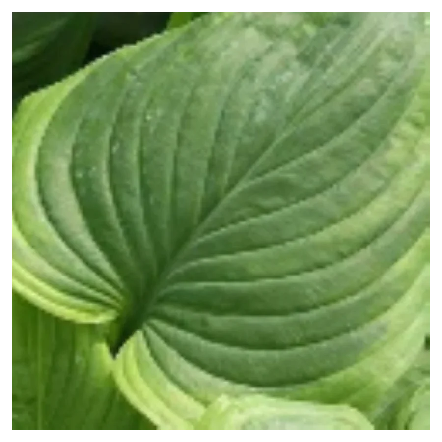 Hosta Paradise Sunshine Funkia Rośliny od Ogrodnika Szkółka Barcikowscy