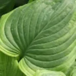 Hosta Paradise Sunshine Funkia Rośliny od Ogrodnika Szkółka Barcikowscy