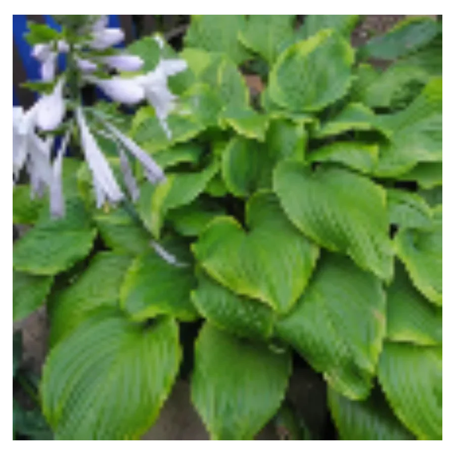 Hosta Paradise Sunshine Funkia Rośliny od Ogrodnika Szkółka Barcikowscy