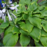 Hosta Paradise Sunshine Funkia Rośliny od Ogrodnika Szkółka Barcikowscy