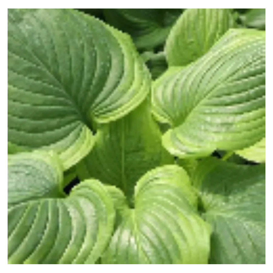 Hosta Paradise Sunshine Funkia Rośliny od Ogrodnika Szkółka Barcikowscy