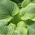 Hosta Paradise Sunshine Funkia Rośliny od Ogrodnika Szkółka Barcikowscy